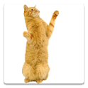 Dancing Cat icon