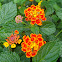 Lantana