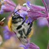 Common Carder-Bee