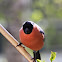 Bullfinch (male)