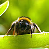 White-tailed Bumble Bee