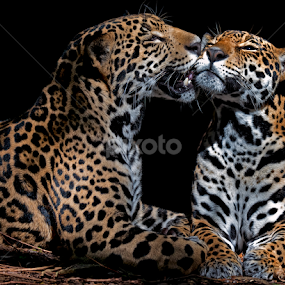 by Shelly Wetzel - Animals Lions, Tigers & Big Cats