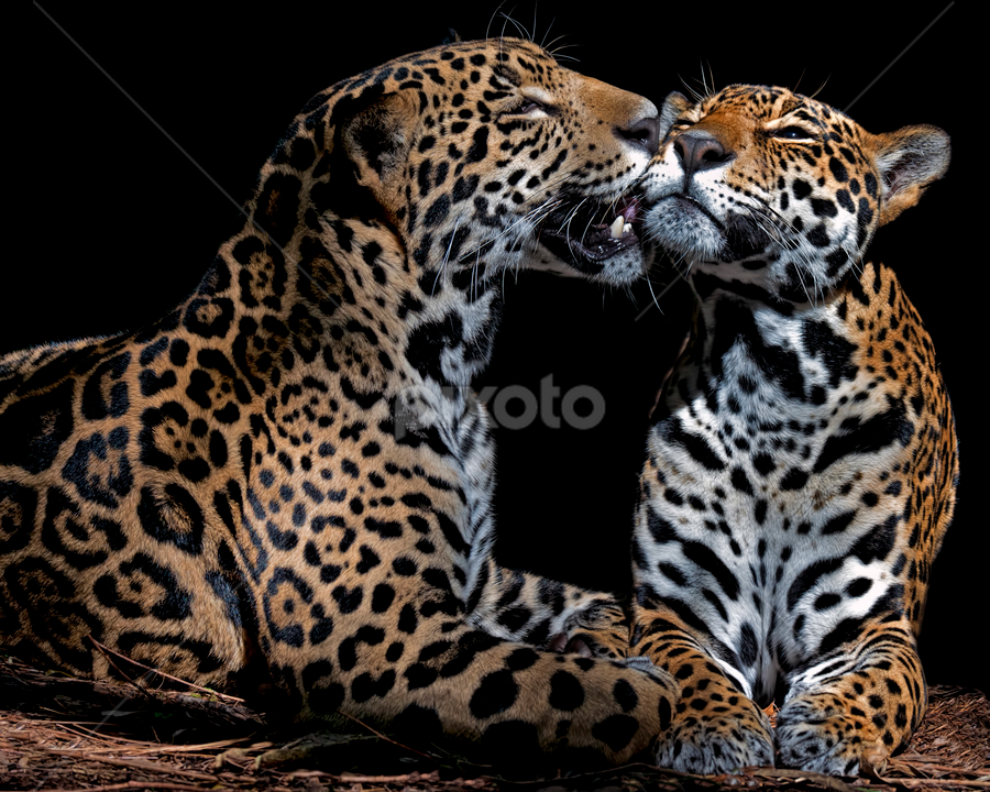 by Shelly Wetzel - Animals Lions, Tigers & Big Cats