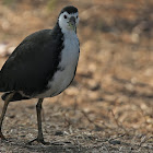 White-breasted waterhen