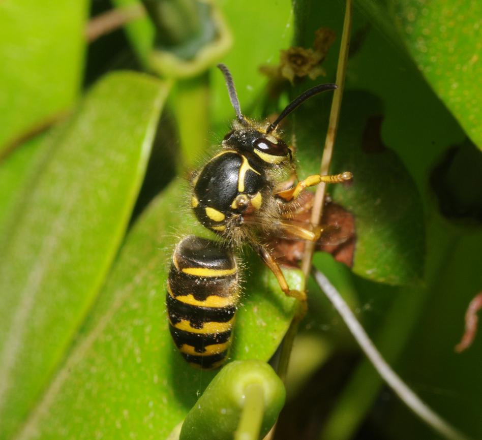 Aerial yellowjacket (worker)