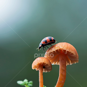walking  by Robert  Fly - Animals Insects & Spiders
