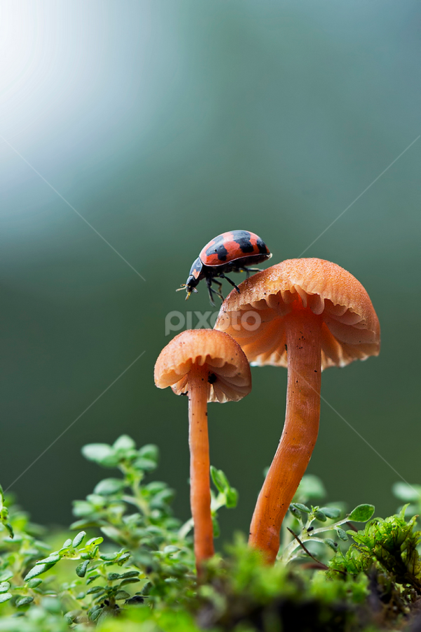 walking  by Robert  Fly - Animals Insects & Spiders