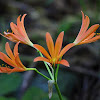 Lycoris Sanguinea