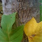 Yellow-Poplar/Tulip-Poplar