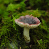 fragile brittlegill mushroom