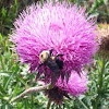 Bumble bee/ musk thistle