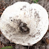 Russulaceae Mushroom