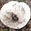 Russulaceae Mushroom