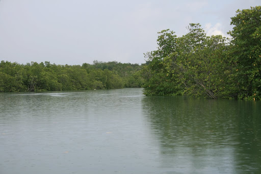 Mangrove proche de Tanjung Pinang