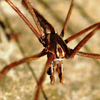 Common Net-Casting Spider