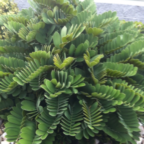 Cardboard Plant Project Noah