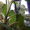 Banana Plant/Banana Tree