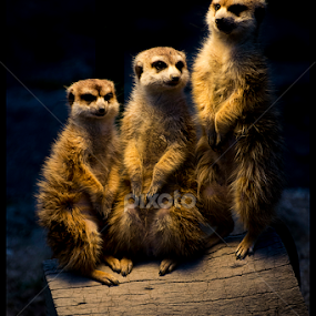by Petar Tudja - Animals Other Mammals