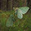 Large Emerald moths