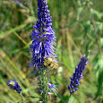 Pollinator bioblitz - Metro Vancouver