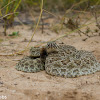 Prairie Rattlesnake