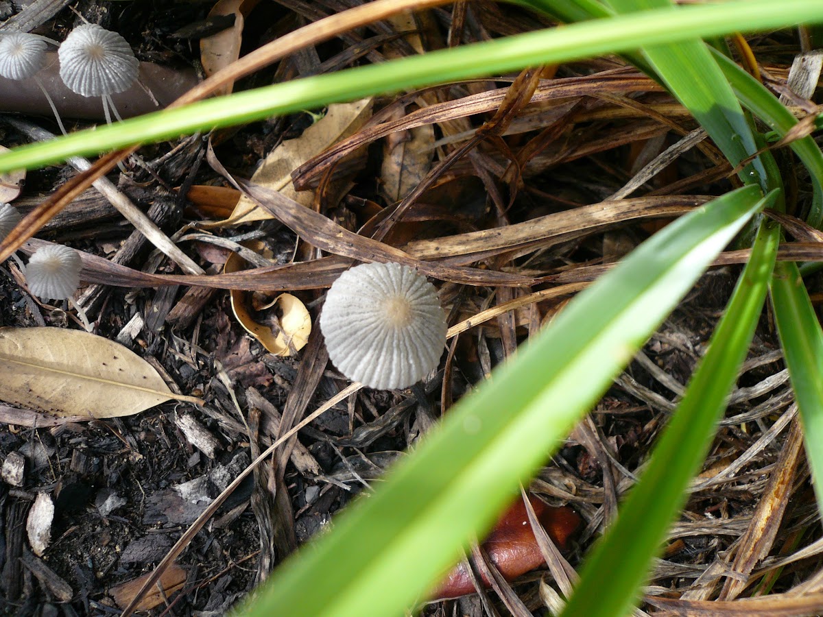 Fairy Cap Mushroom