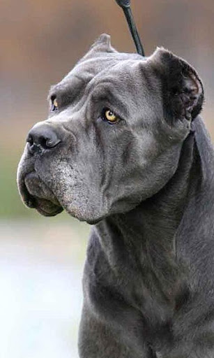 Cane Corso Wallpapers