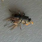 Wasp vs. Spider