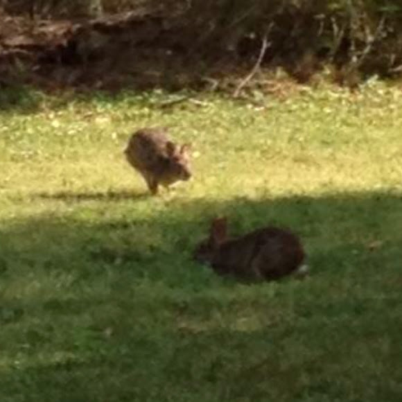 Eastern Cottontail Rabbit Project Noah