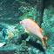 sabre squariel fish