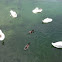 Mallard ducks and Mute swans