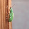 Green Immigrant Leaf Beetle