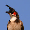 Red-whiskered Bulbul (Adult)