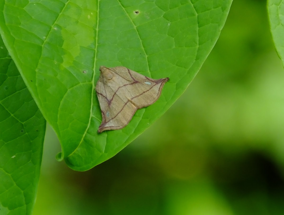 geometer moth