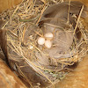 Tree Swallow nest