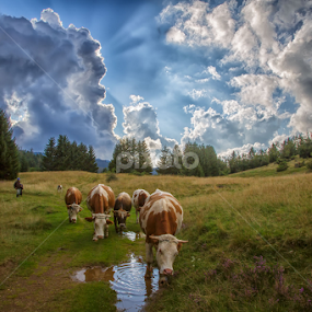 Cows on their way to a coral by Stanislav Horacek - Landscapes Prairies, Meadows & Fields