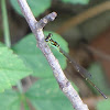 Fragile forktail damselfly