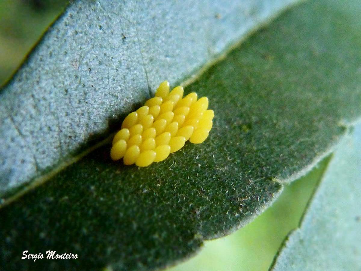 Ladybug eggs