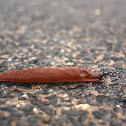 Red slug