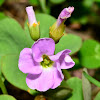 Violet Wood Sorrel