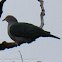 Green Imperial Pigeon