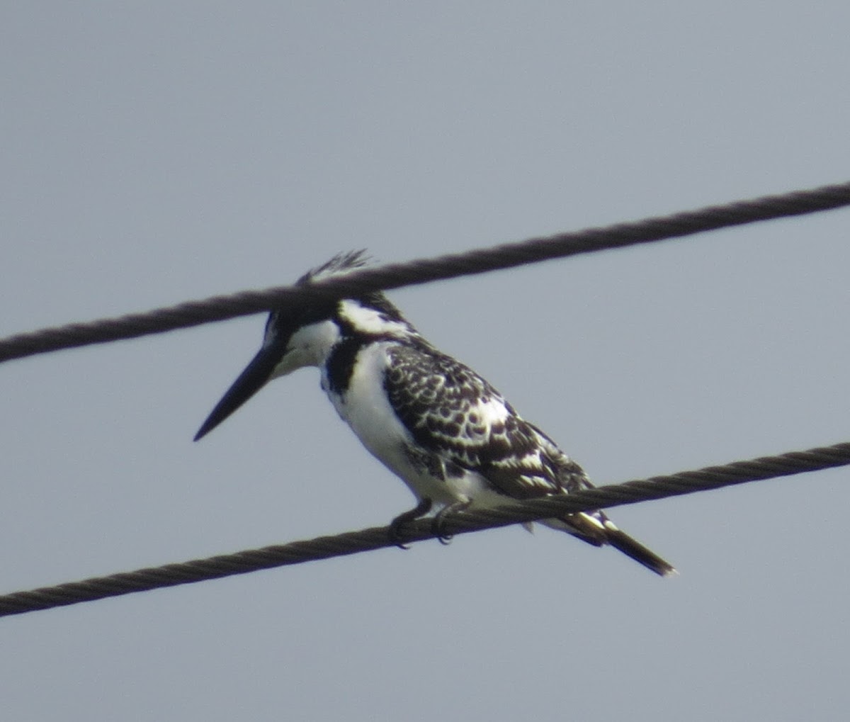 Pied Kingfisher