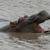 Hippopotamus