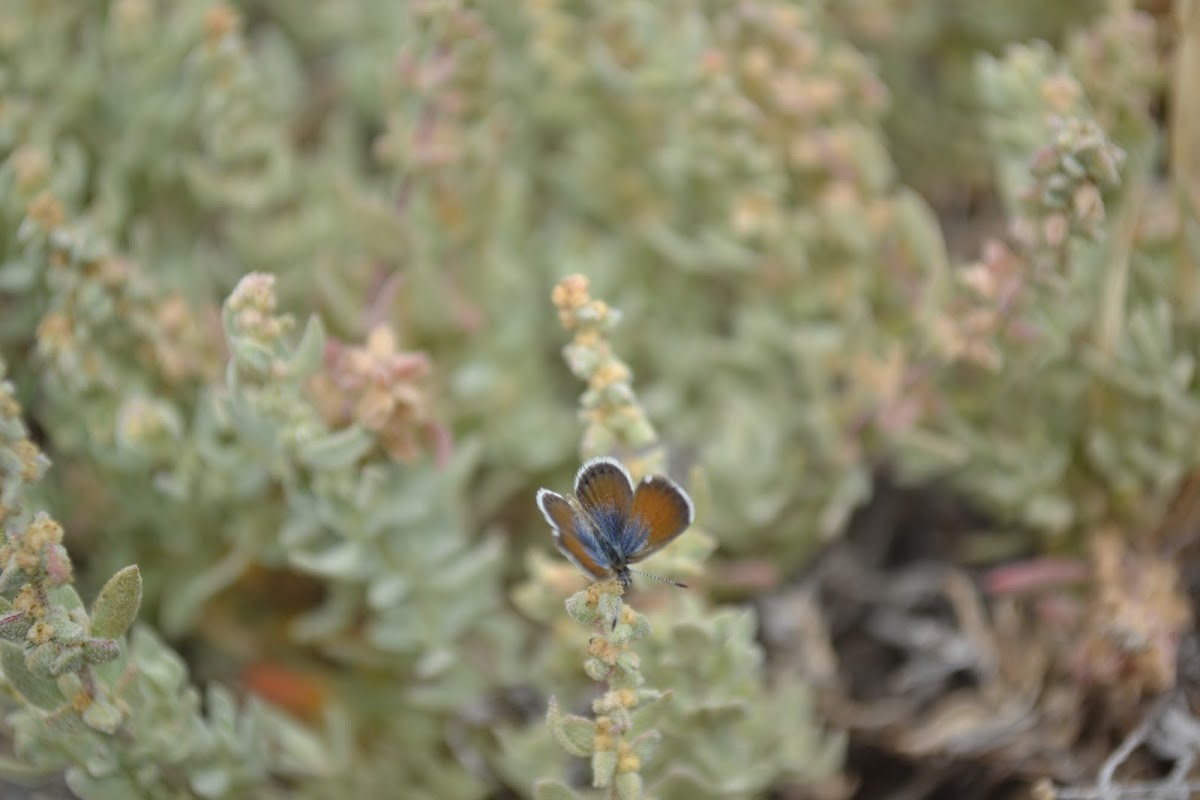 Western Pygmy Blue Butterfly