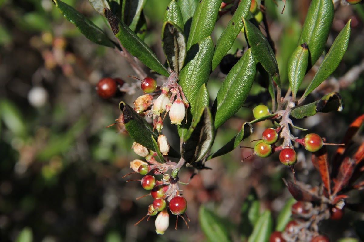 Mission Manzanita