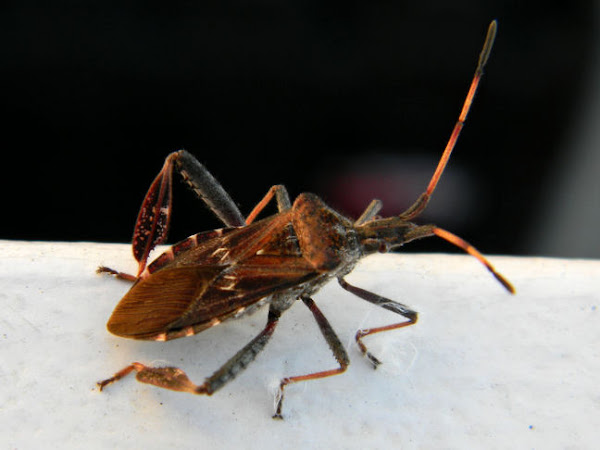 leaf-footed pine seed bug | Project Noah