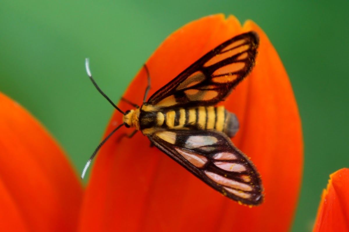 Amata Wasp Moth