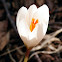 Crocus, šafran, podlesak