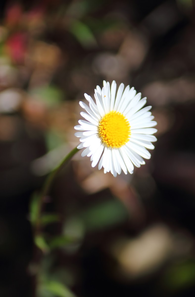 White-Leaf Ground Daisy