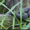 Yellow-Bellied Water Snake